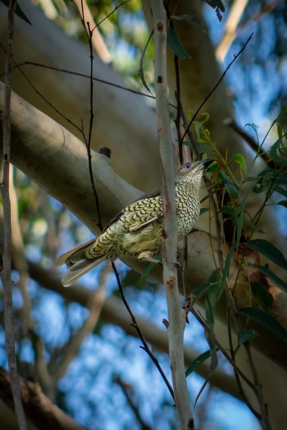 Female Satin Bowerbird