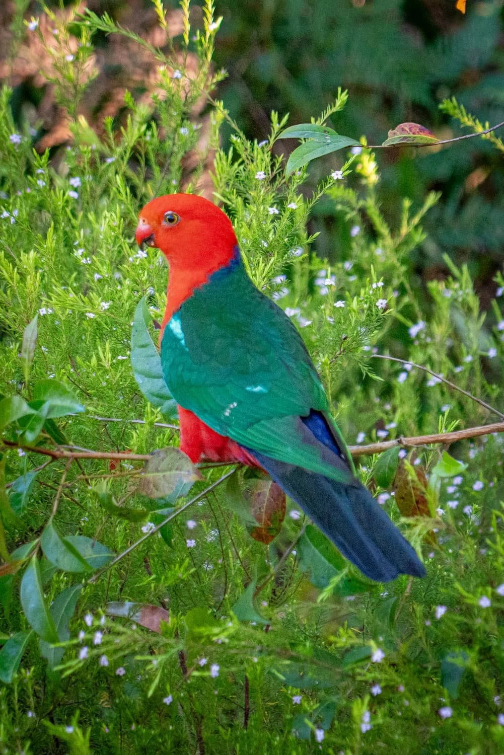 King Parrot