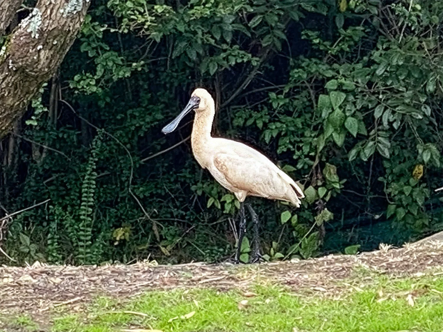 Spoonbill