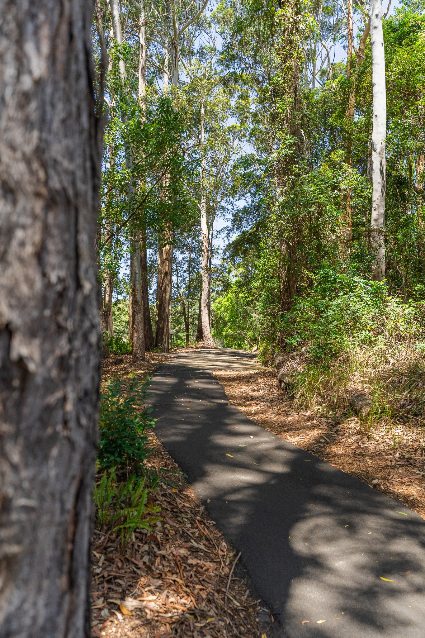 Saltwater Bar & Bistro is surrounded by Avoca Beach's beautiful bushland