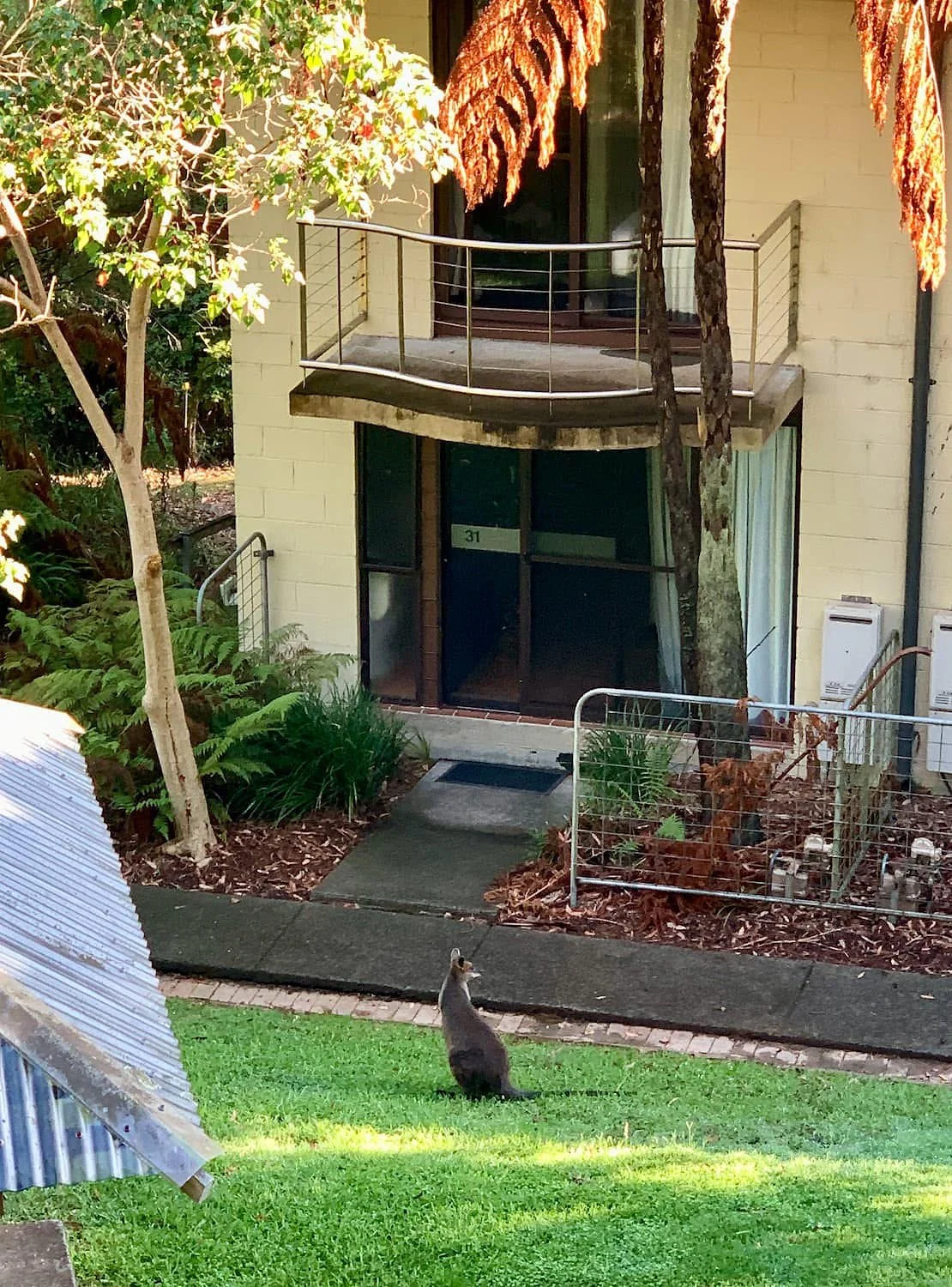 Swamp Wallaby