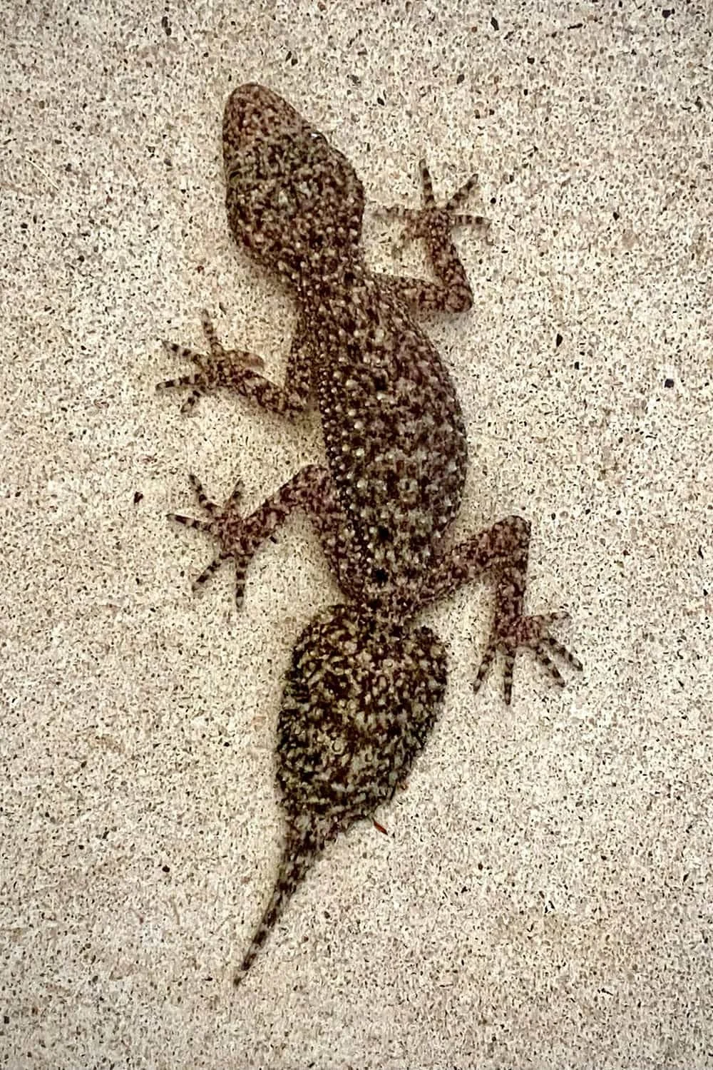 Leaf-tail Gecko