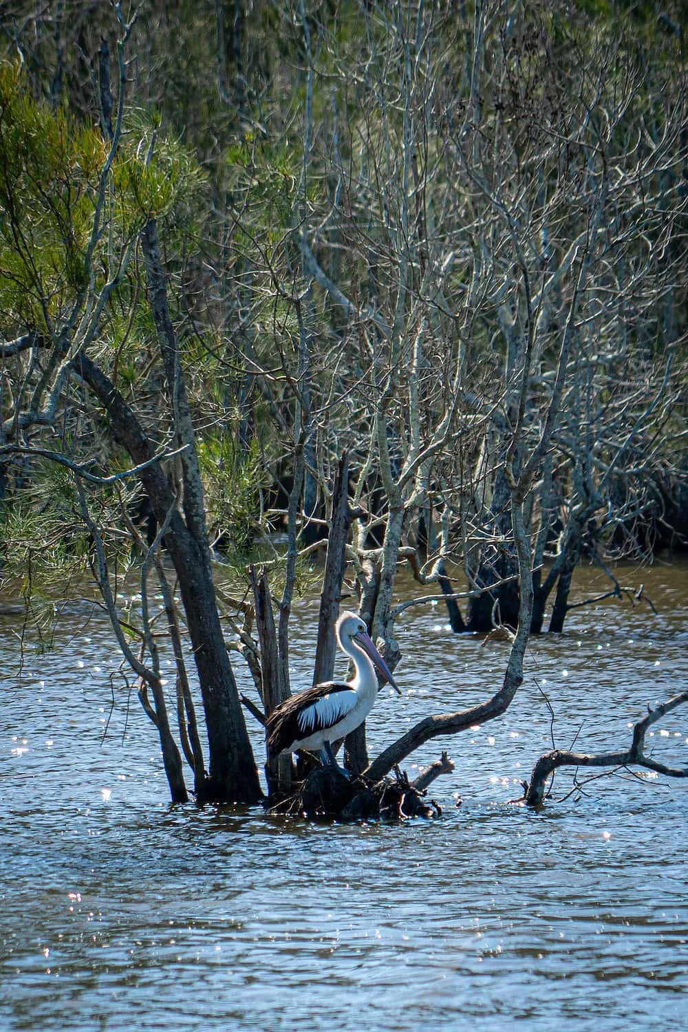 Pelican on Avoca Lagoon
