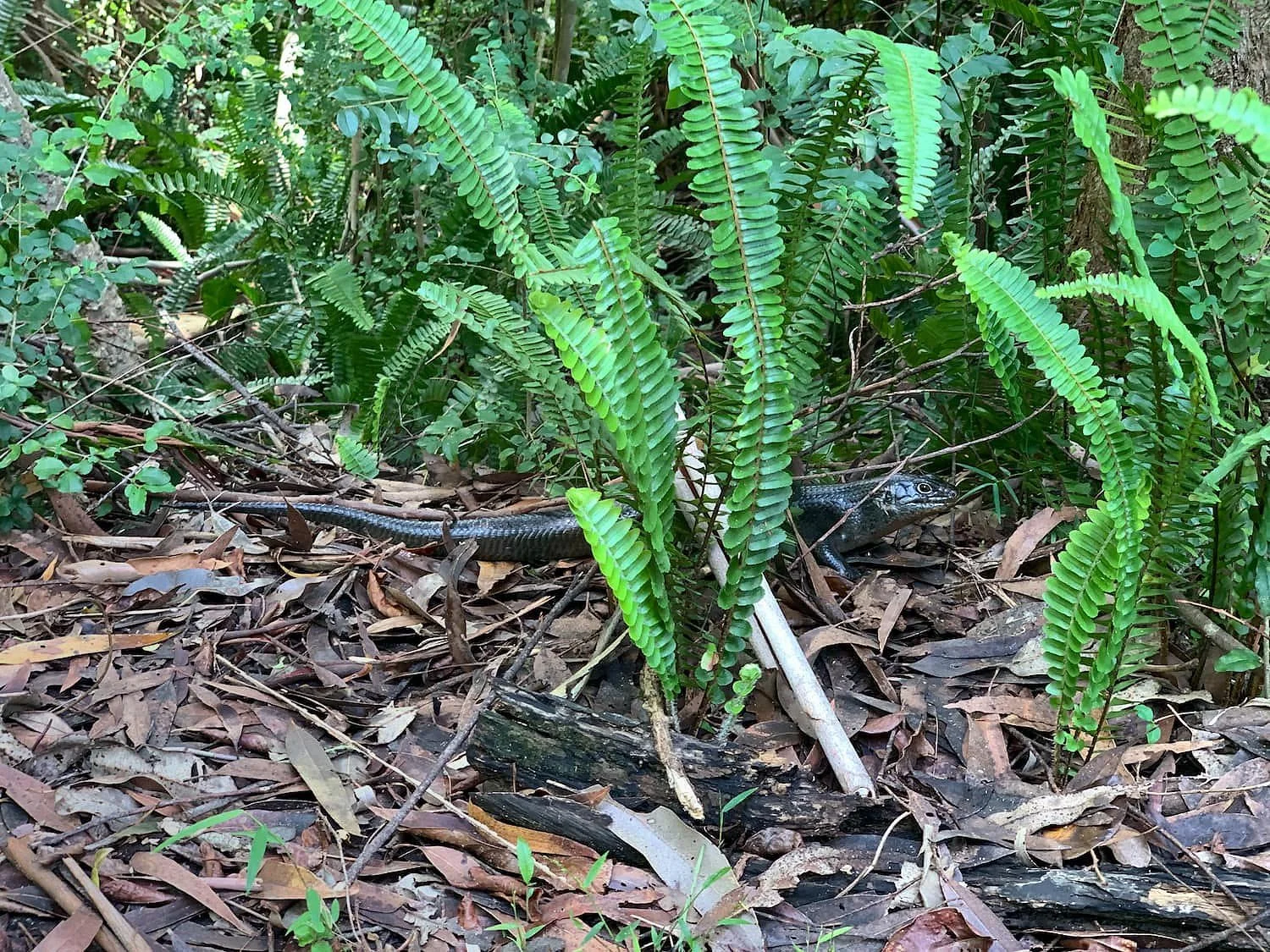 Land Mullet