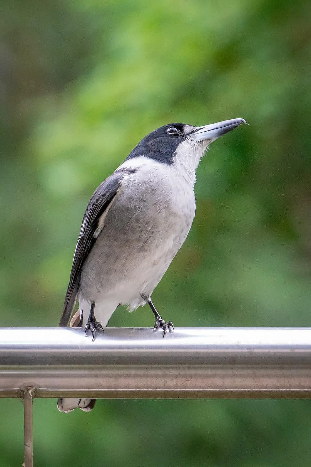 Butcherbird