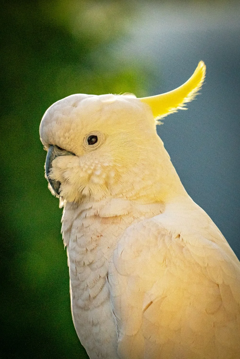 Sulfur Crested Cockatoo