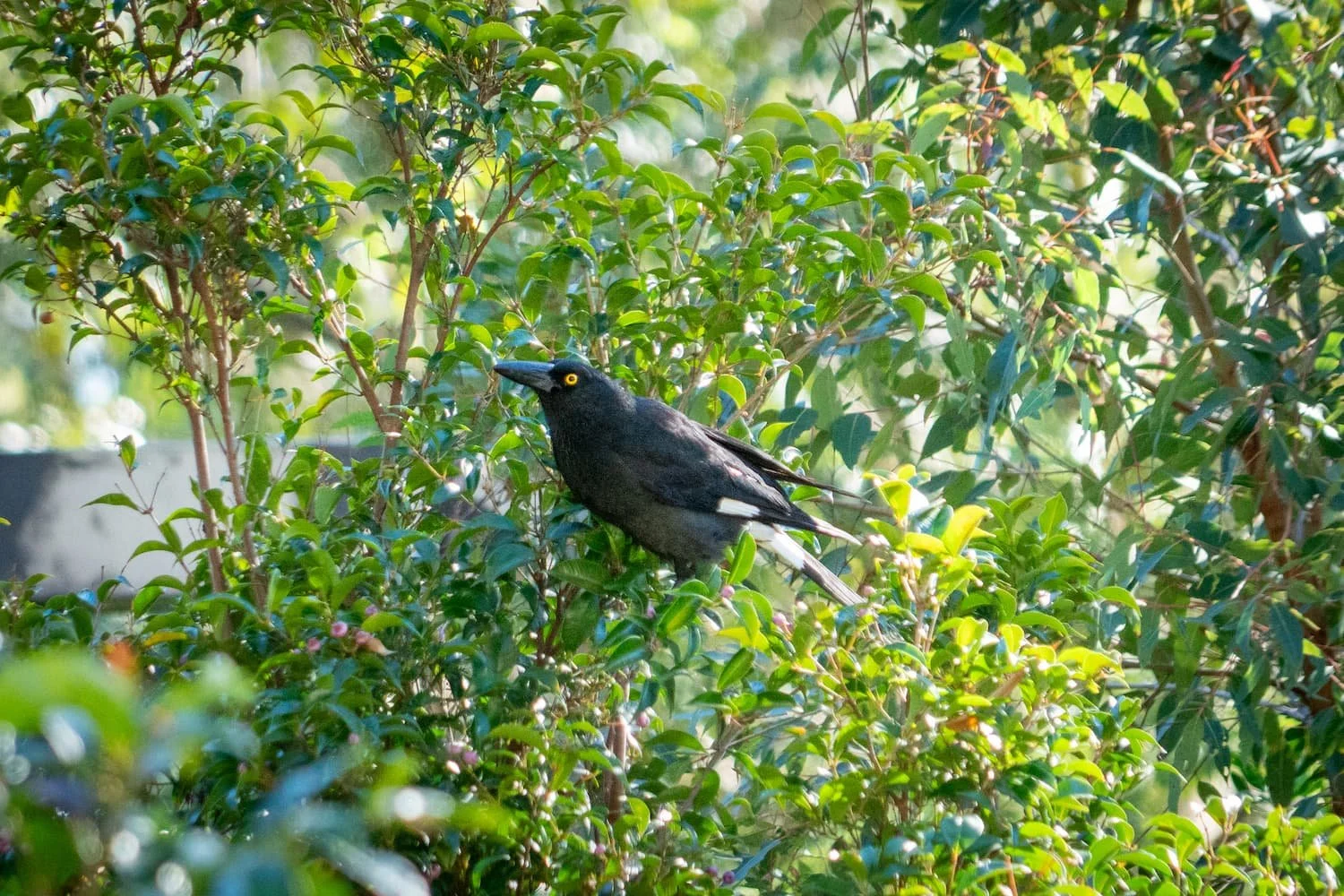 Currawong