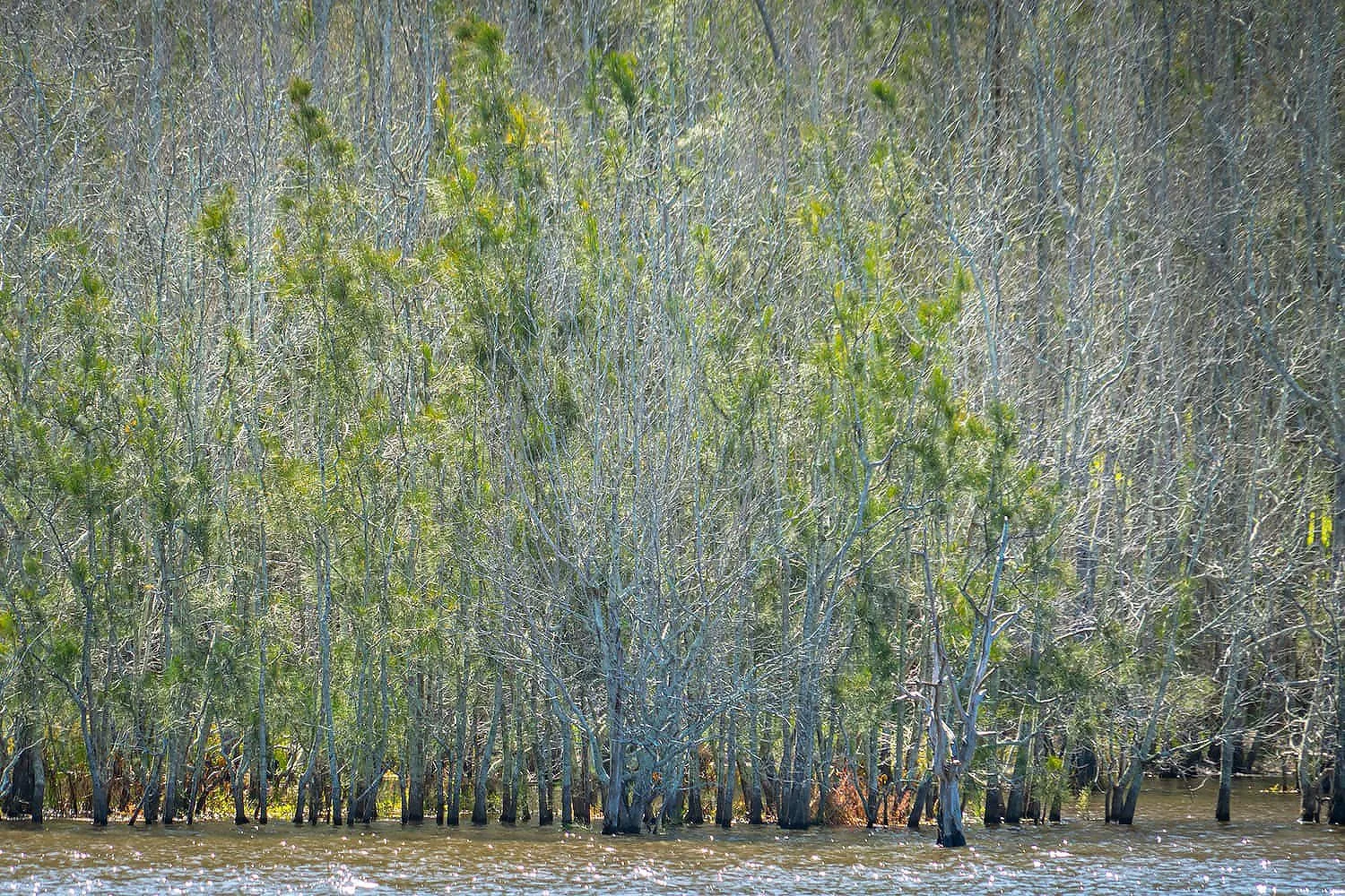 Avoca Lagoon is just down the road