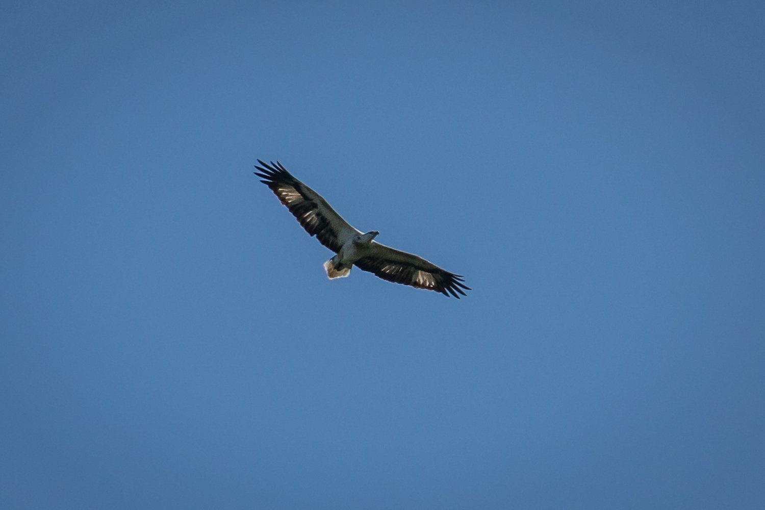White Bellied Sea Eagle