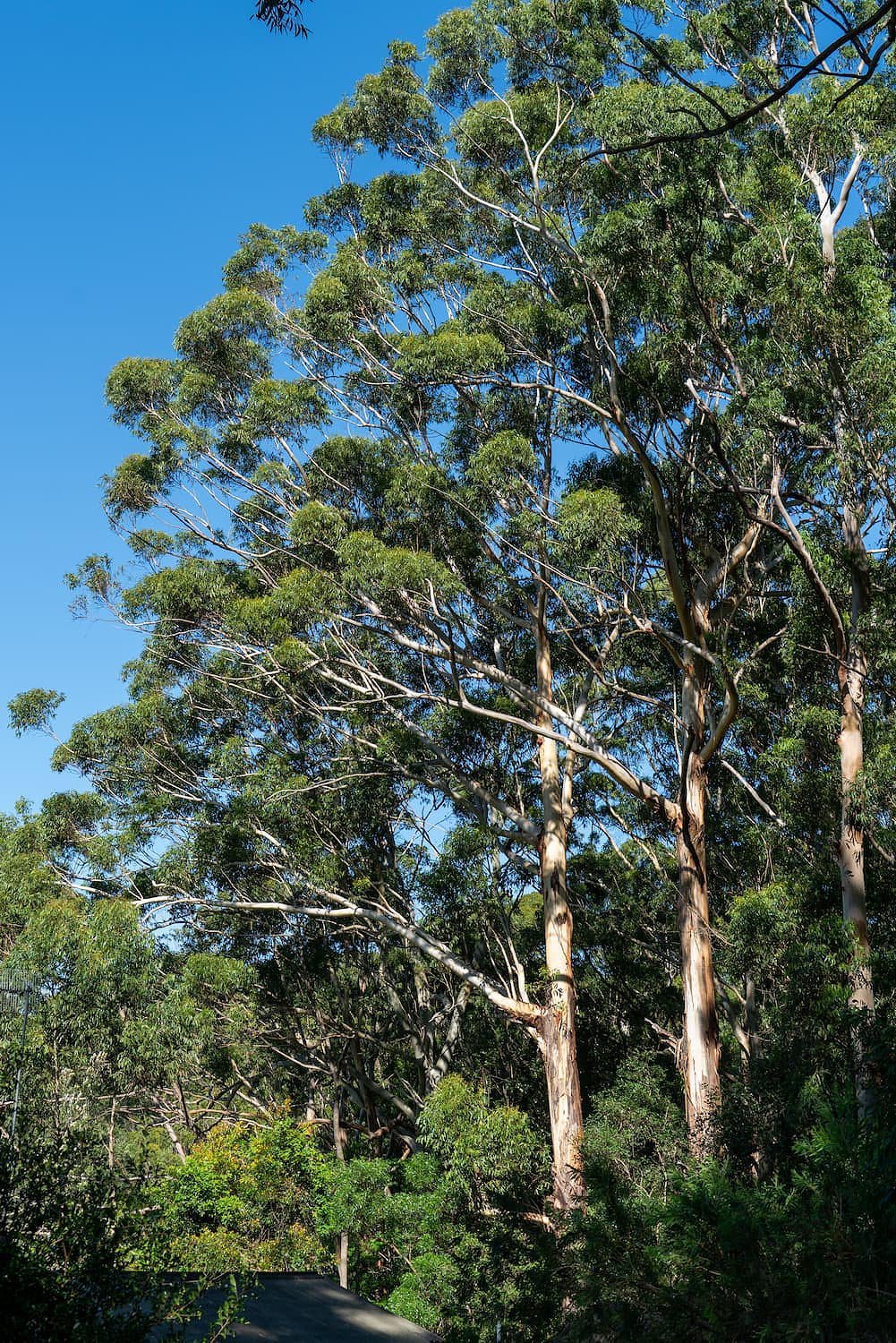 Avoca Beach Hotel is surrounded by a tall tree canopy