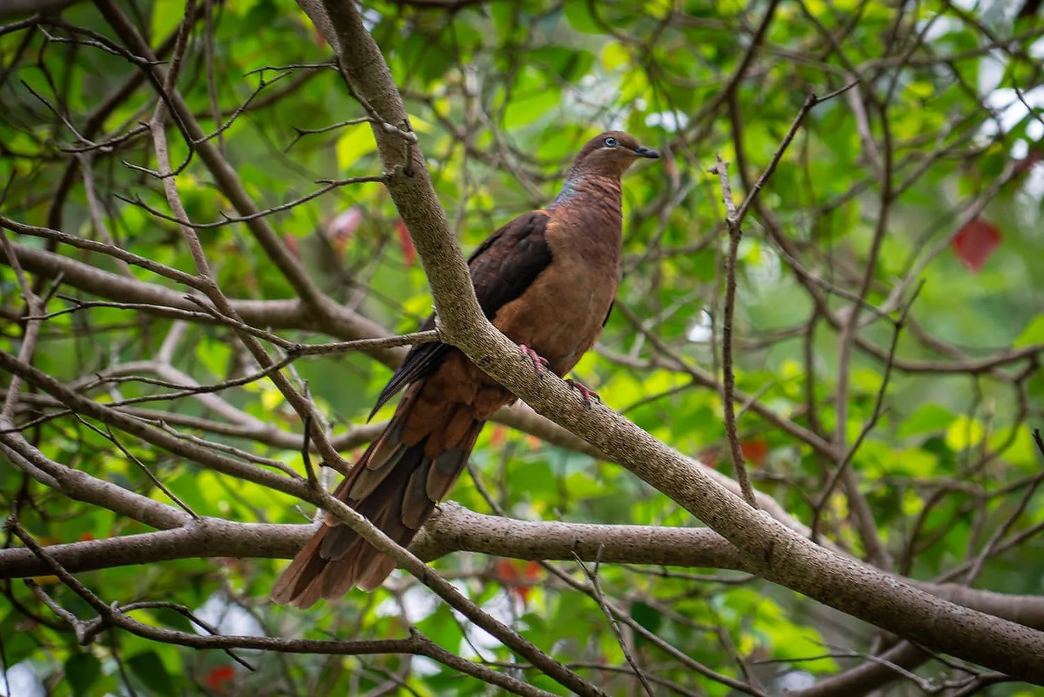 Brown Cuckoo Dove