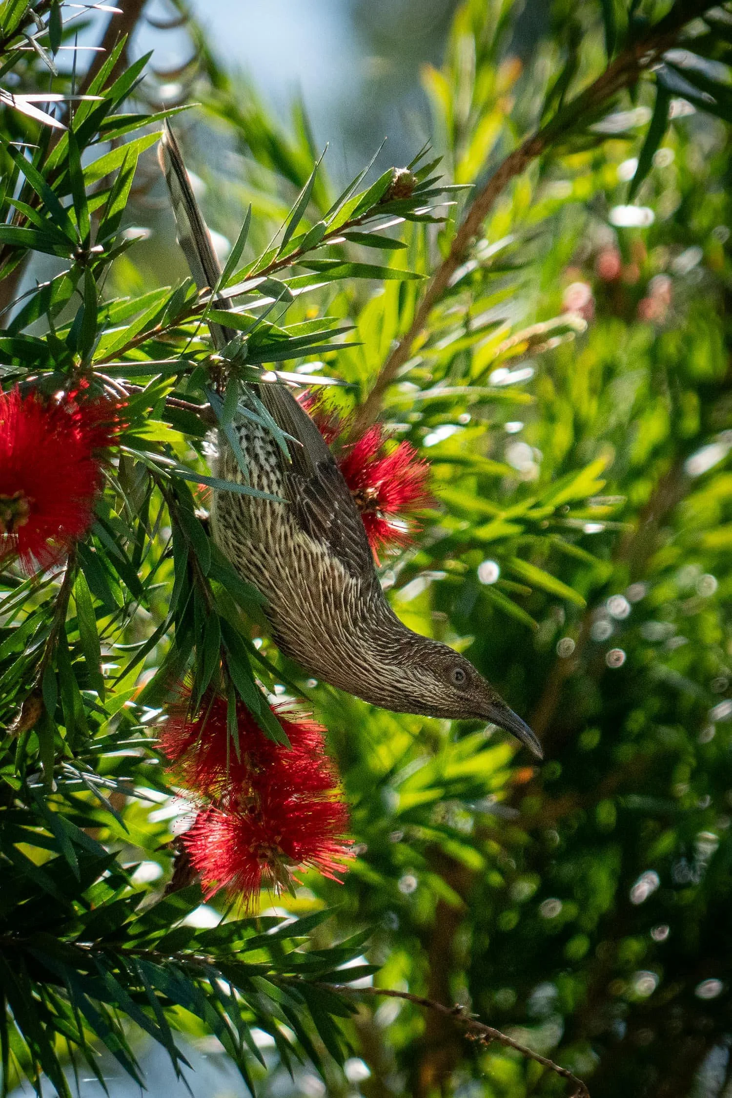 Little Wattlebird