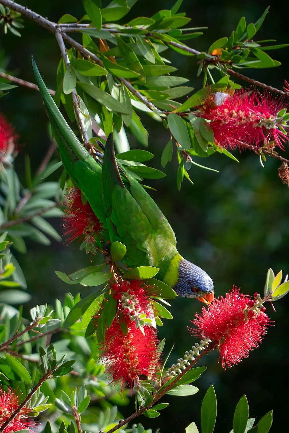 Rainbow Lorikeet