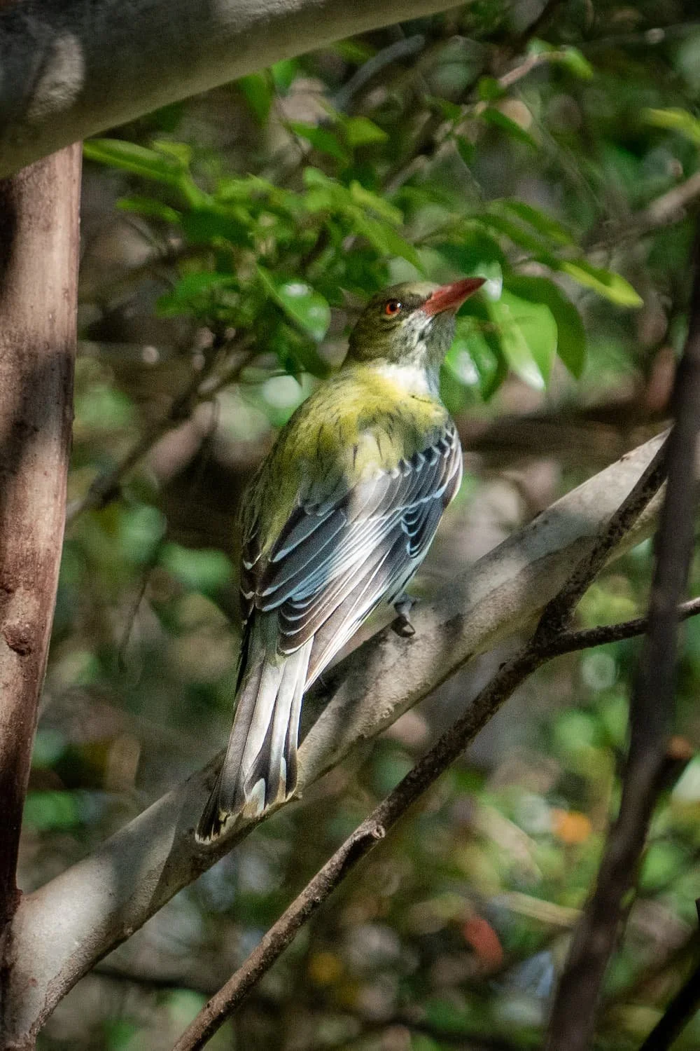 Olive-backed Oriole