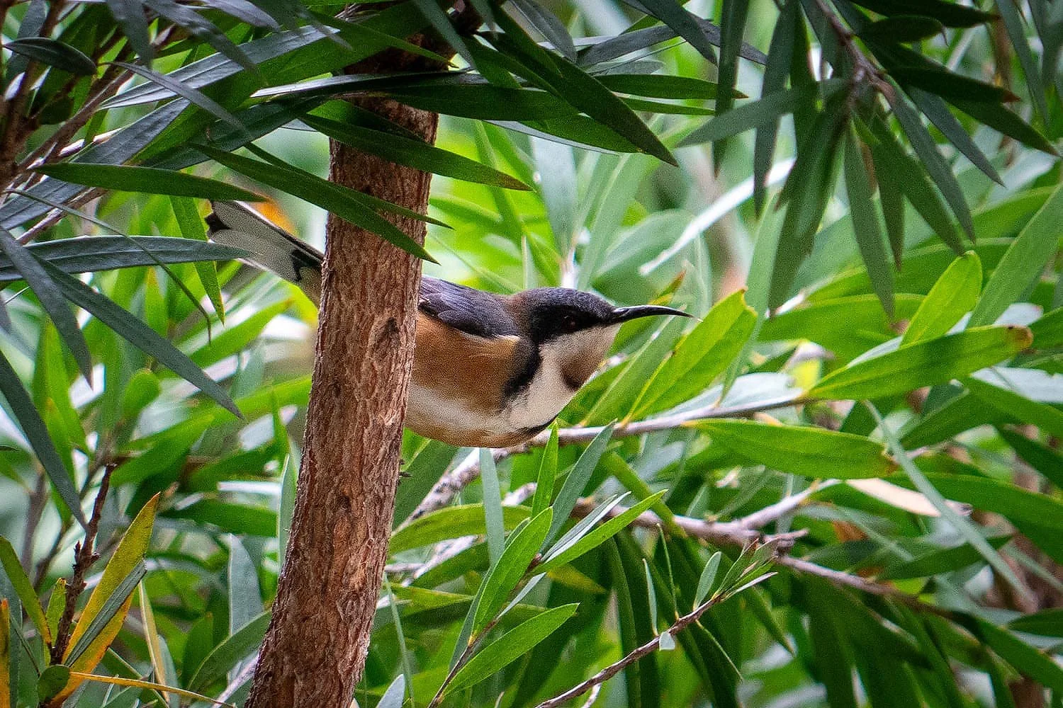 Eastern Spinebill
