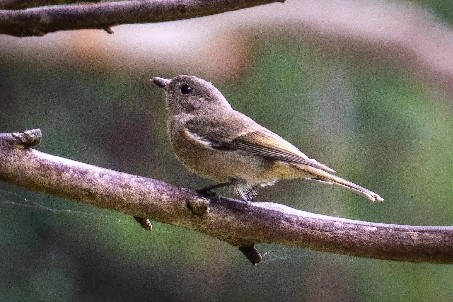 Female Golden Whistler