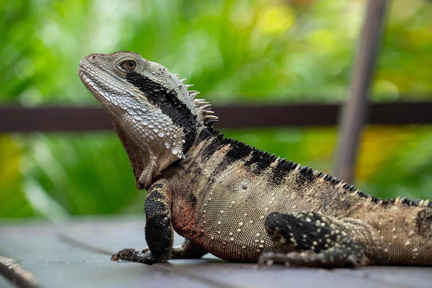 Water Dragon