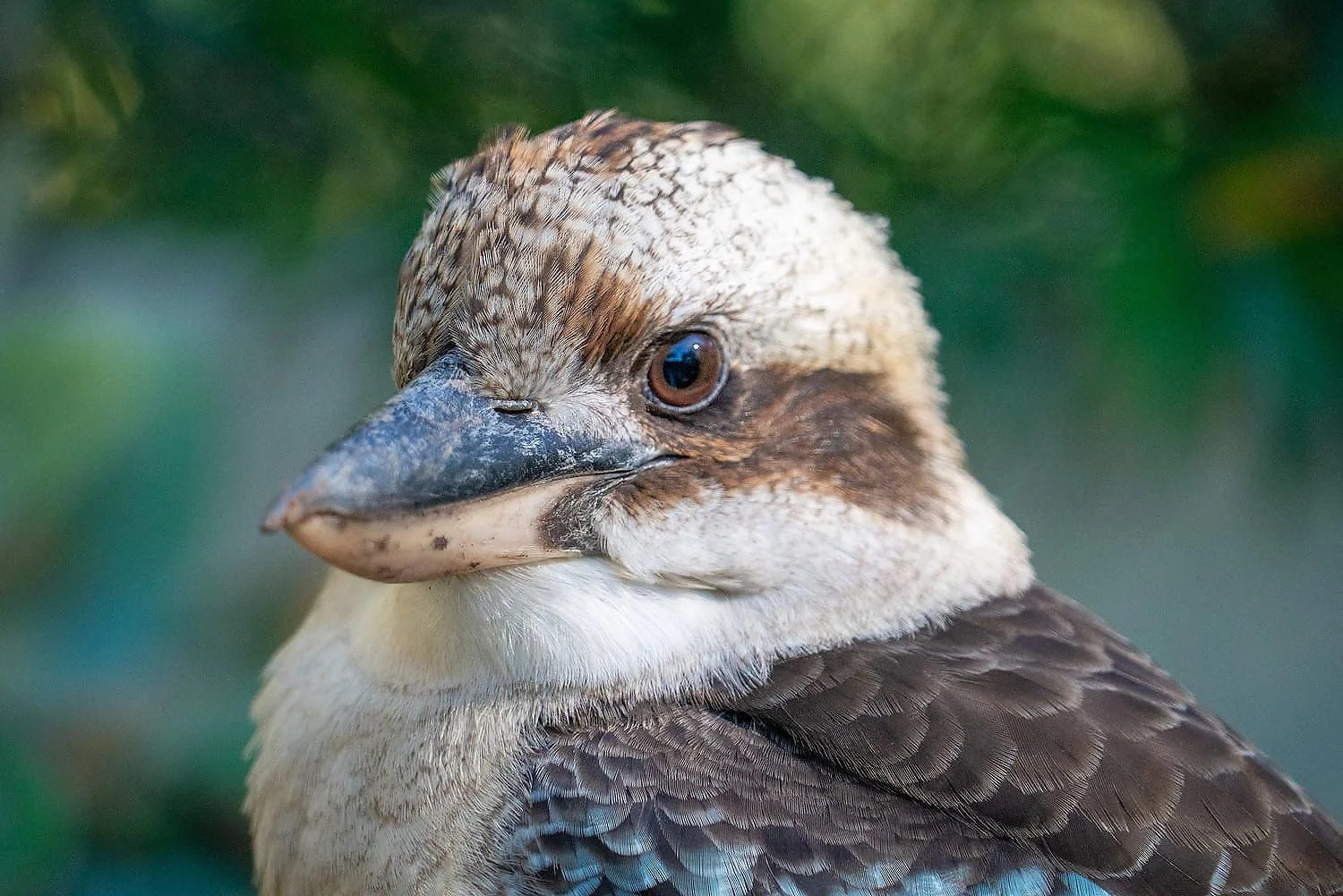 Kookaburra