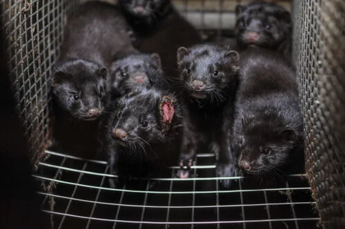 Fur — Collective Fashion Justice
