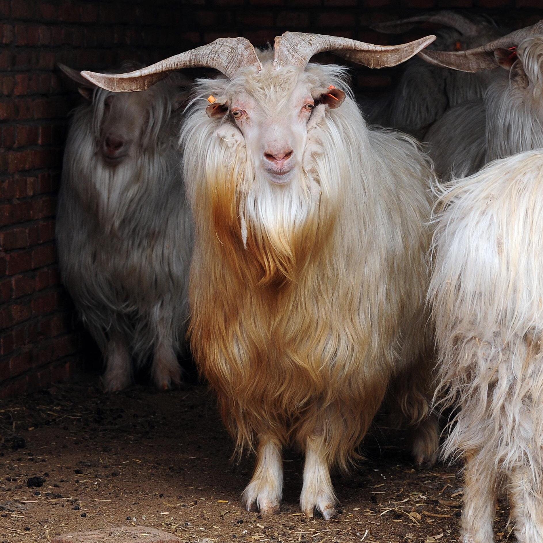 Australian Cashmere Goat