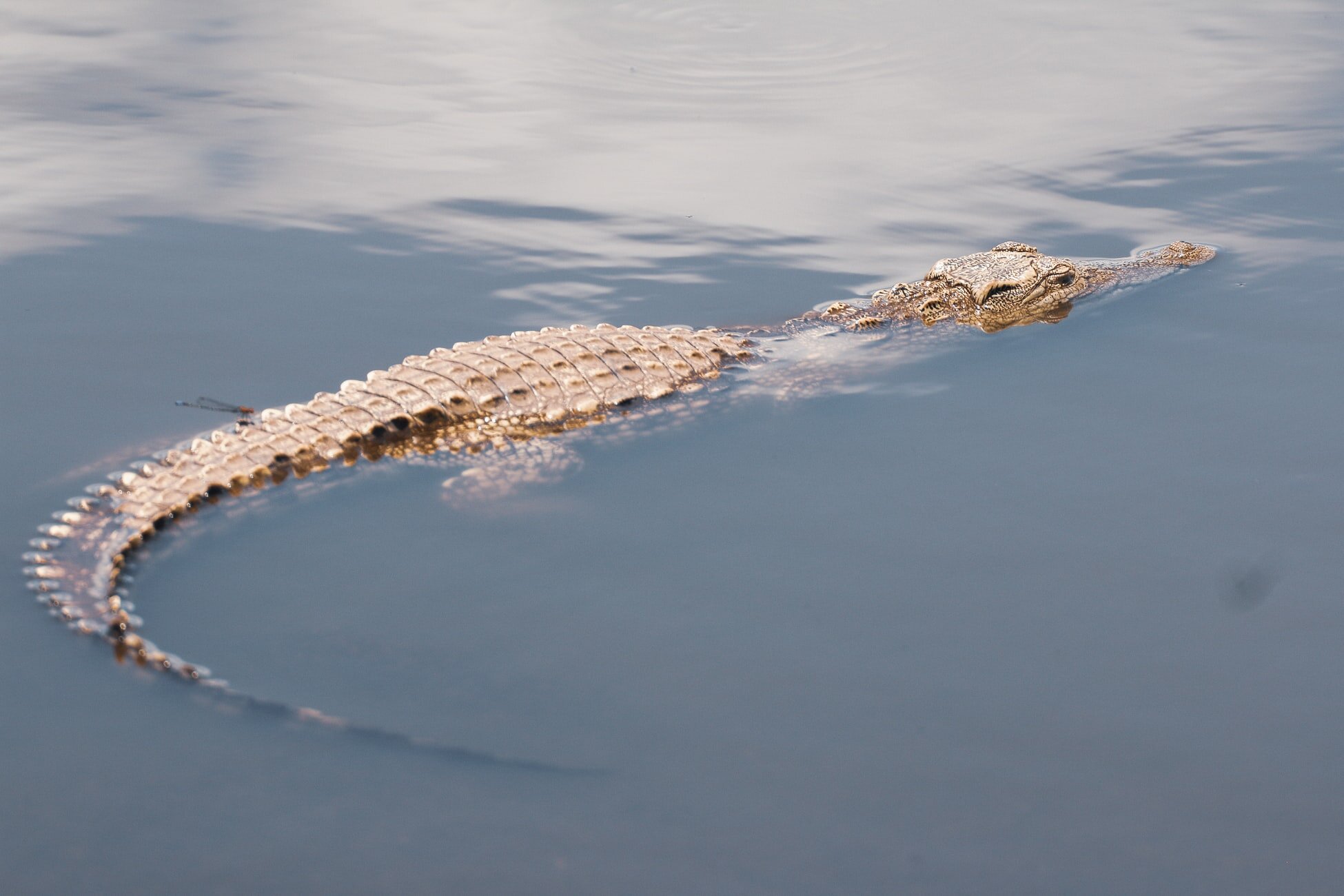 Footage Shows Crocodiles Skinned Alive For Louis Vuitton Purses