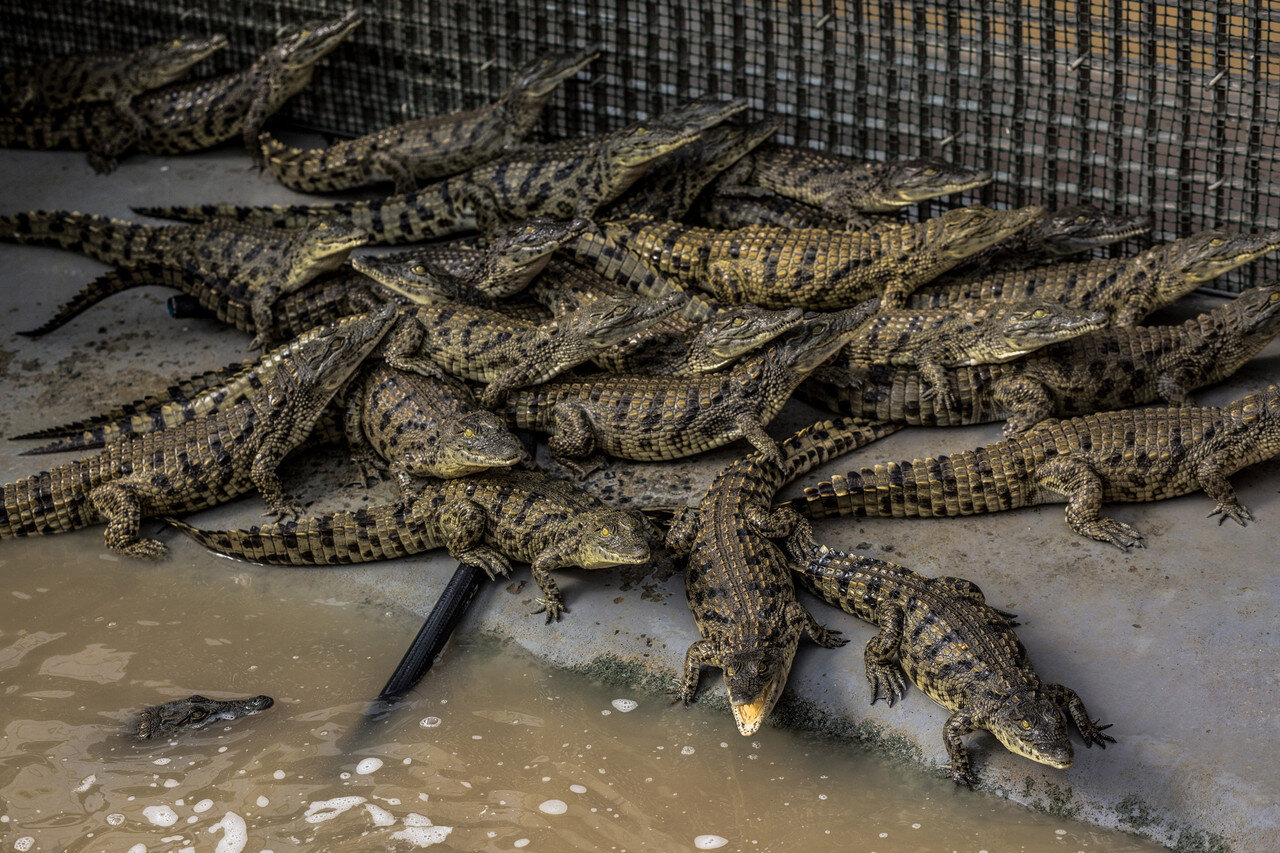 Louis Vuitton Crocodile Farms