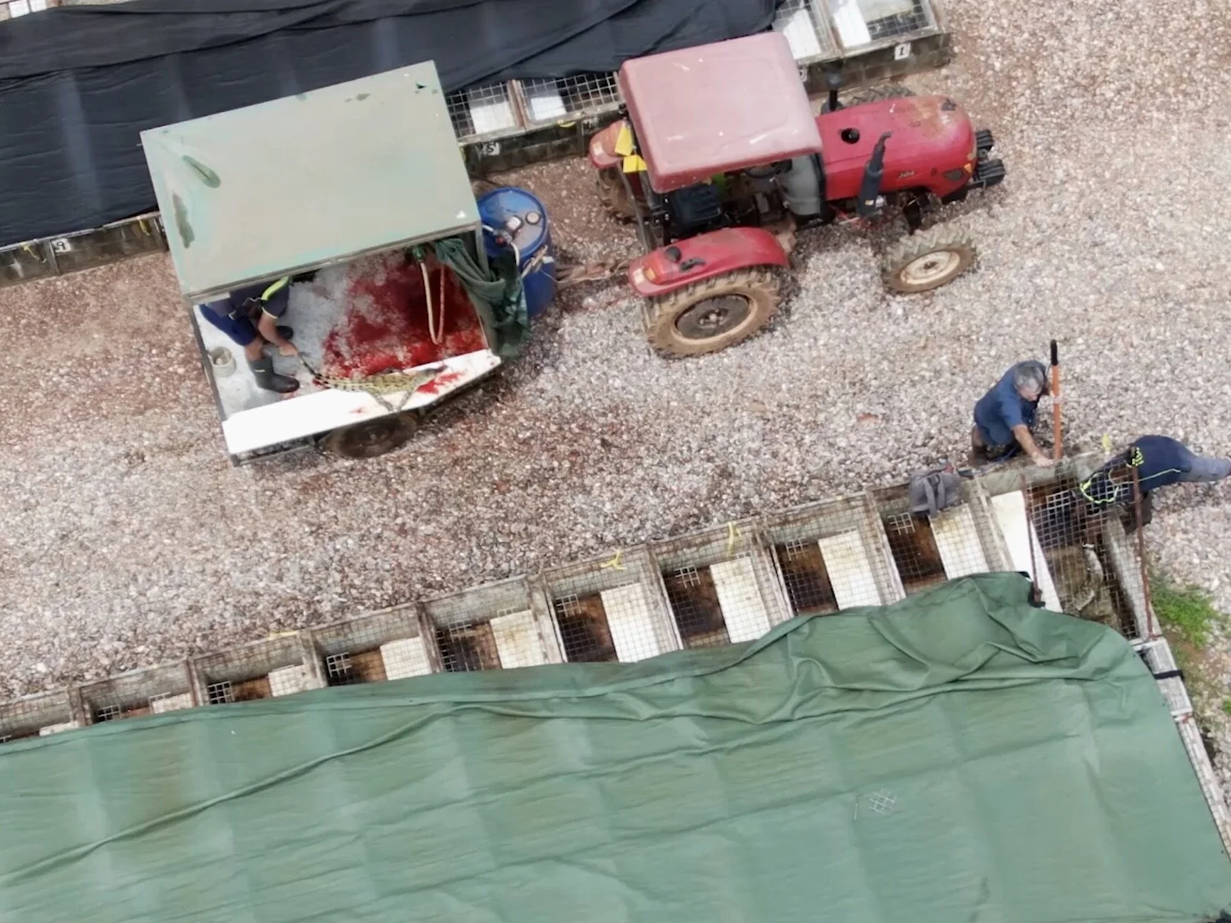 farm+transparency+project+crocodile+slaughter.jpg
