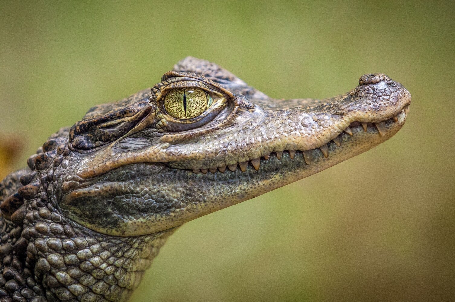 Footage Shows Crocodiles Skinned Alive For Louis Vuitton Purses