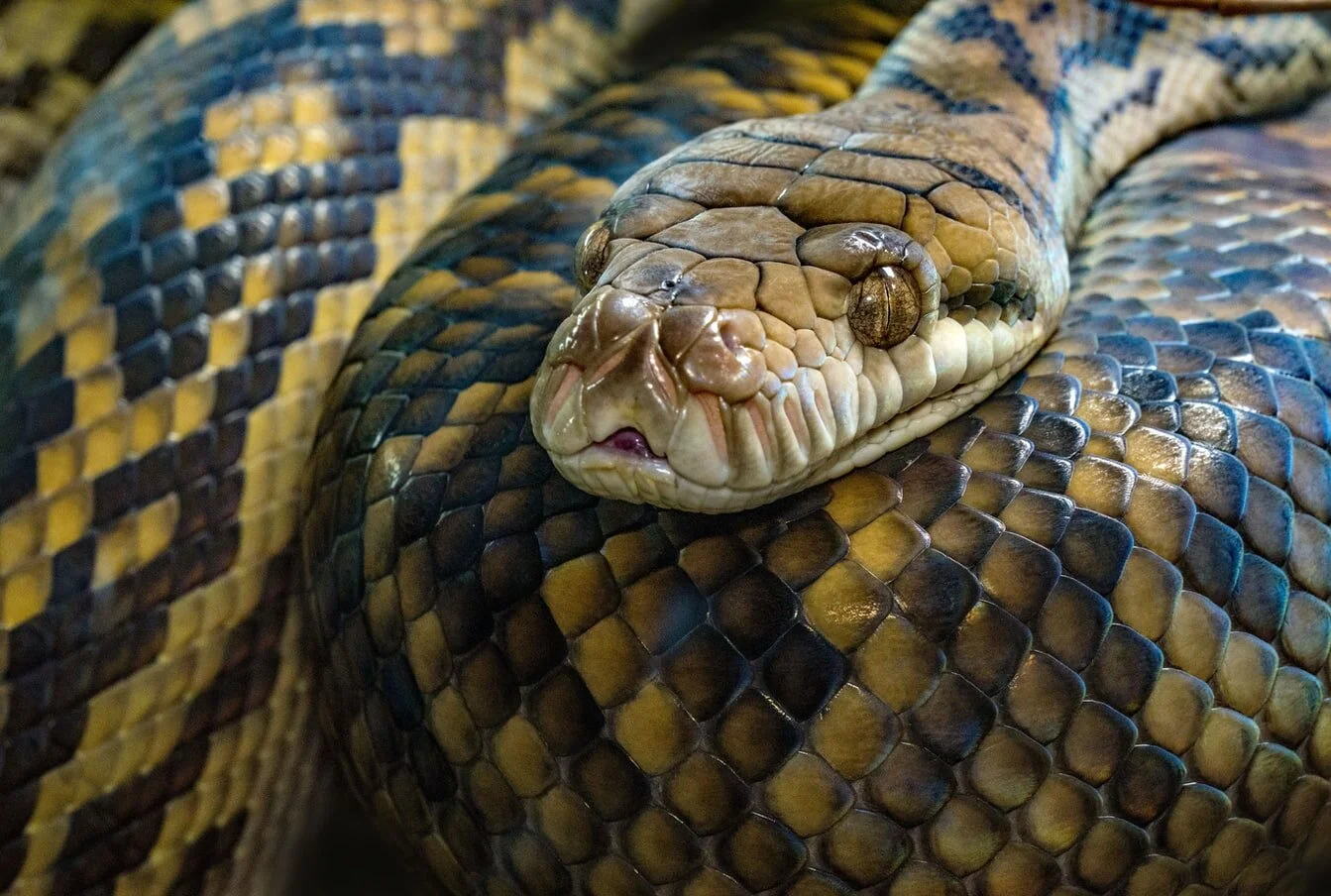 snake skin kills.jpeg