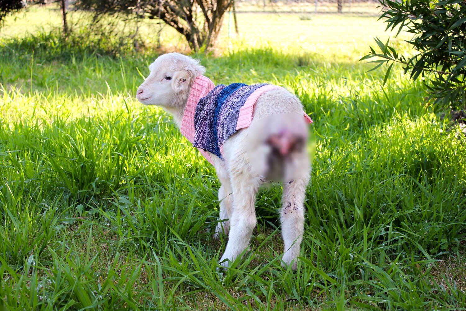 Alpaca wool — Collective Fashion Justice