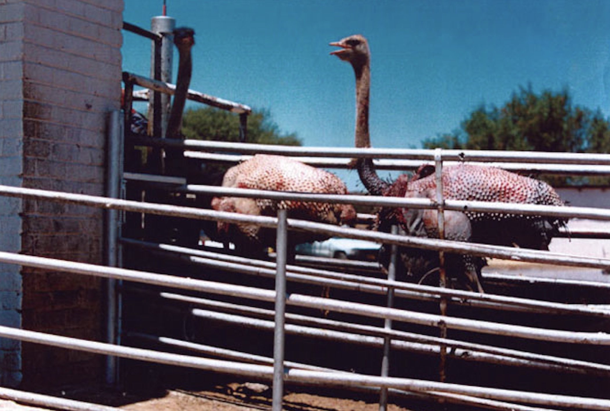 Topless dead ostrich protest at flagship store ruffles Hermès feathers, Hermès