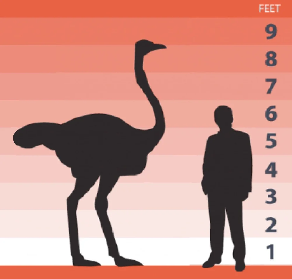 Ostrich feathers and skin — Collective Fashion Justice