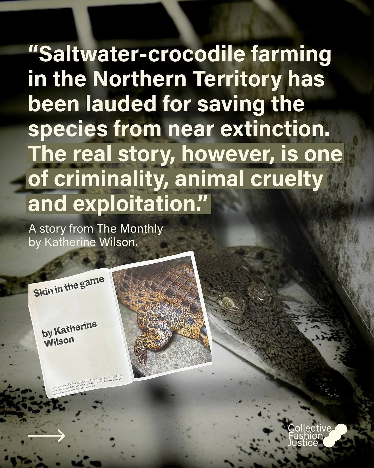 An important read in @themonthlymagazine this month, by Katherine Wilson. 

Here are some excerpts from the story, which features our work on the issue of crocodiles being exploited for fashion.