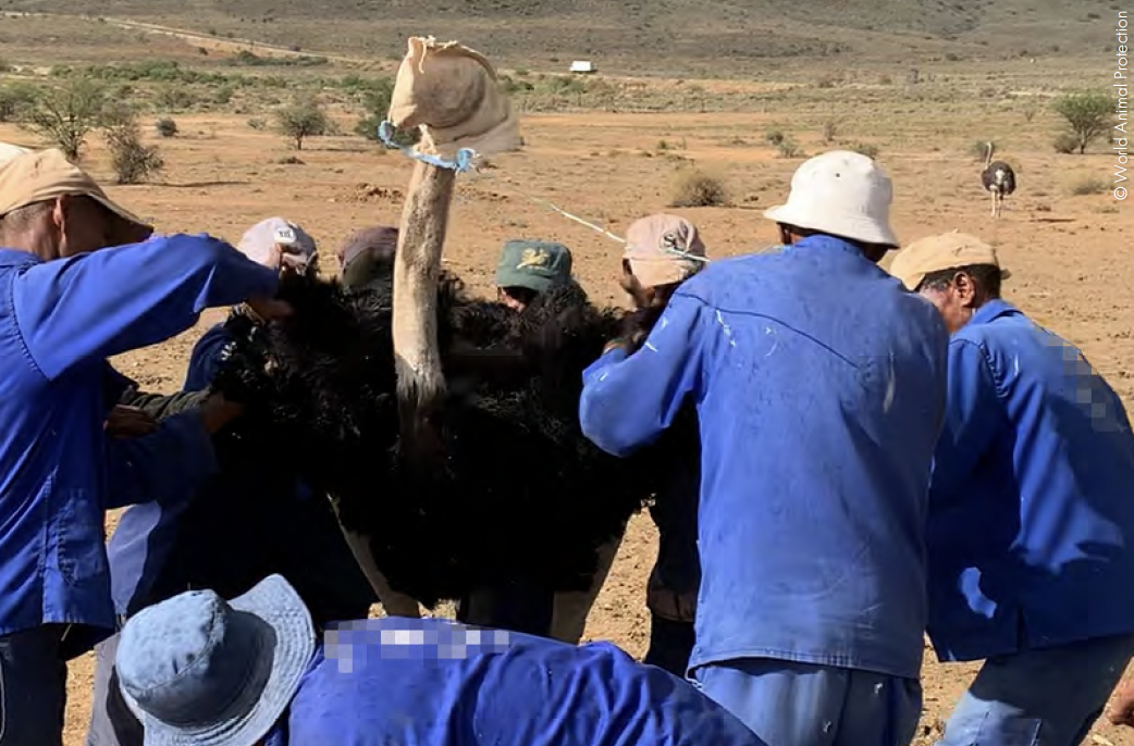 Cornered, bagged and plucked with pliers: investigation shows ostrich feather ethics-washing