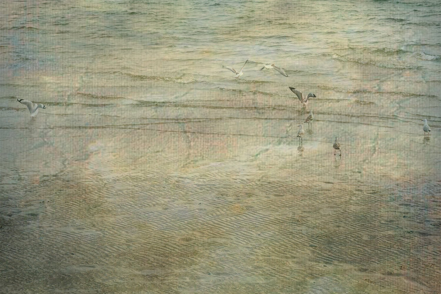 Colour photograph of seagulls standing in the water of a sea shoreline with a French Impressionist painterly effect.