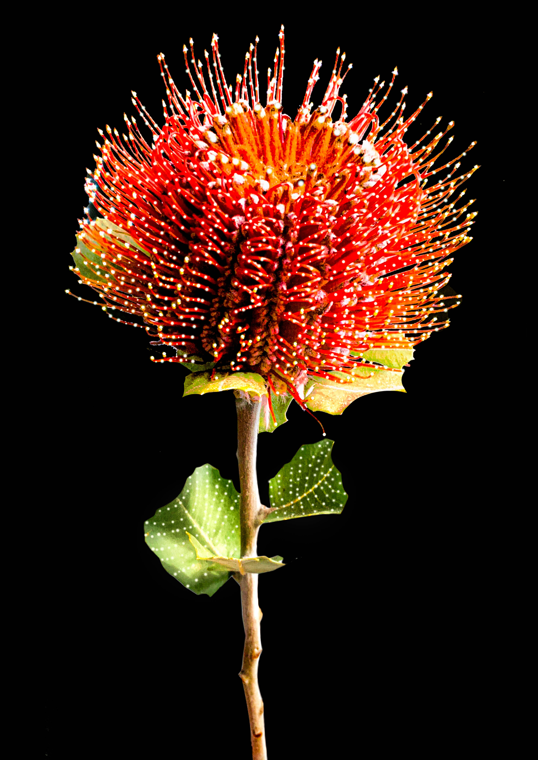 Colour photograph depicting orange spiked flower on a black background, with pin pricked sized circles all over, with light shining through each prick.