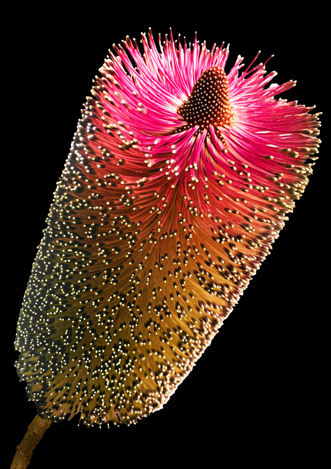 Colour photograph depicting pink, orange and yellow gradient spiked flower on a black background, with pin pricked sized circles all over, with light shining through each prick.