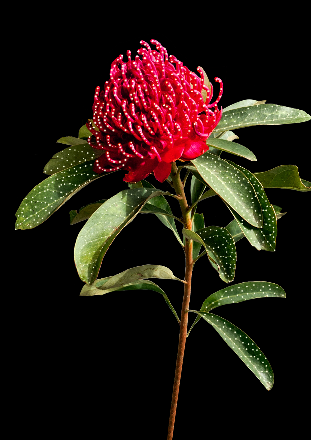 Colour photograph depicting pink spiked flower on a black background, with pin pricked sized circles all over, with light shining through each prick.