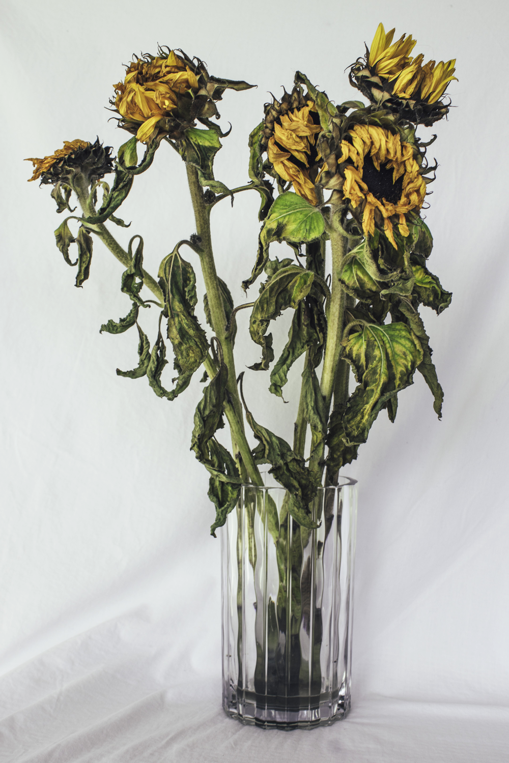 Decaying and wilting Sunflowers in glass vase against white background. 