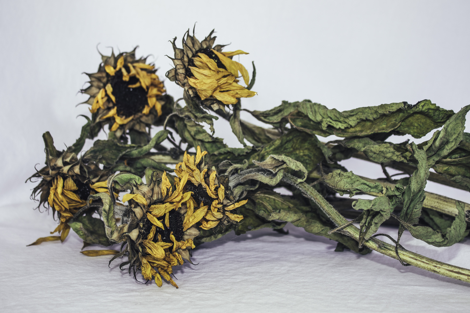 Decaying and wilting Sunflowers lying down against white background.