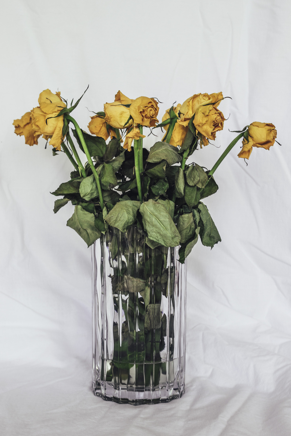 Decaying and wilting yellow roses in glass vase against white background. 