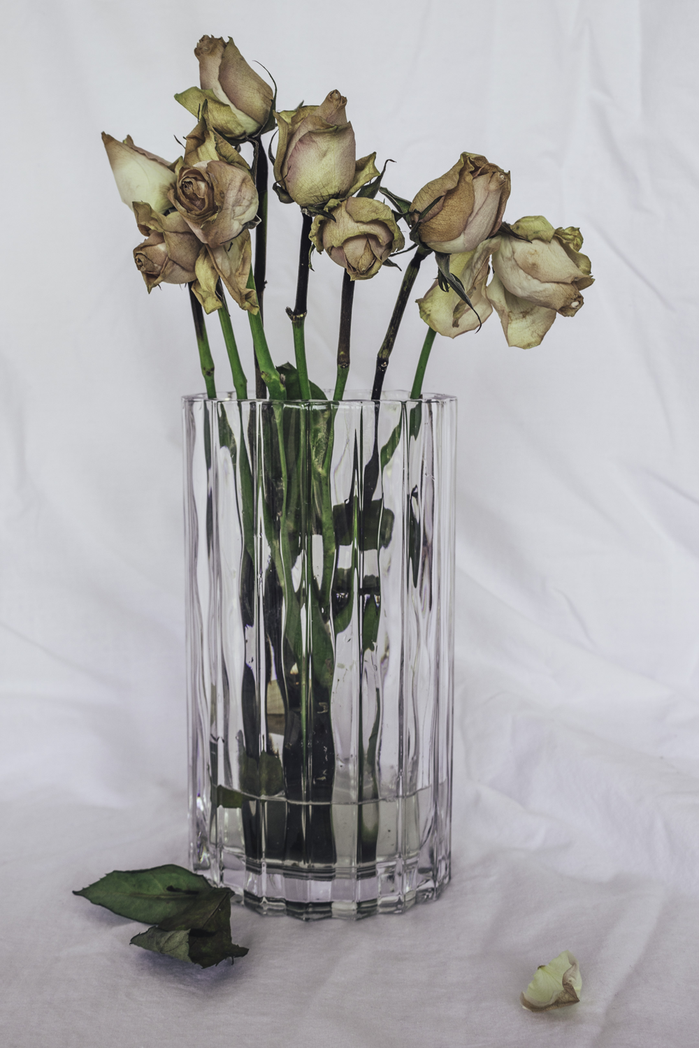 Decaying and wilting blush pink roses in glass vase against white background. 