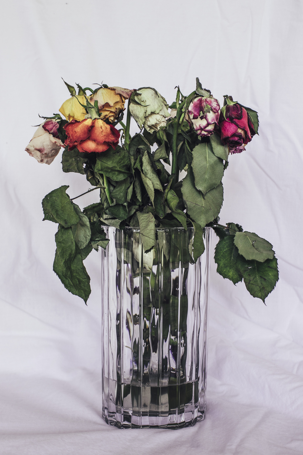 Decaying and wilting multicoloured roses in glass vase against white background. 