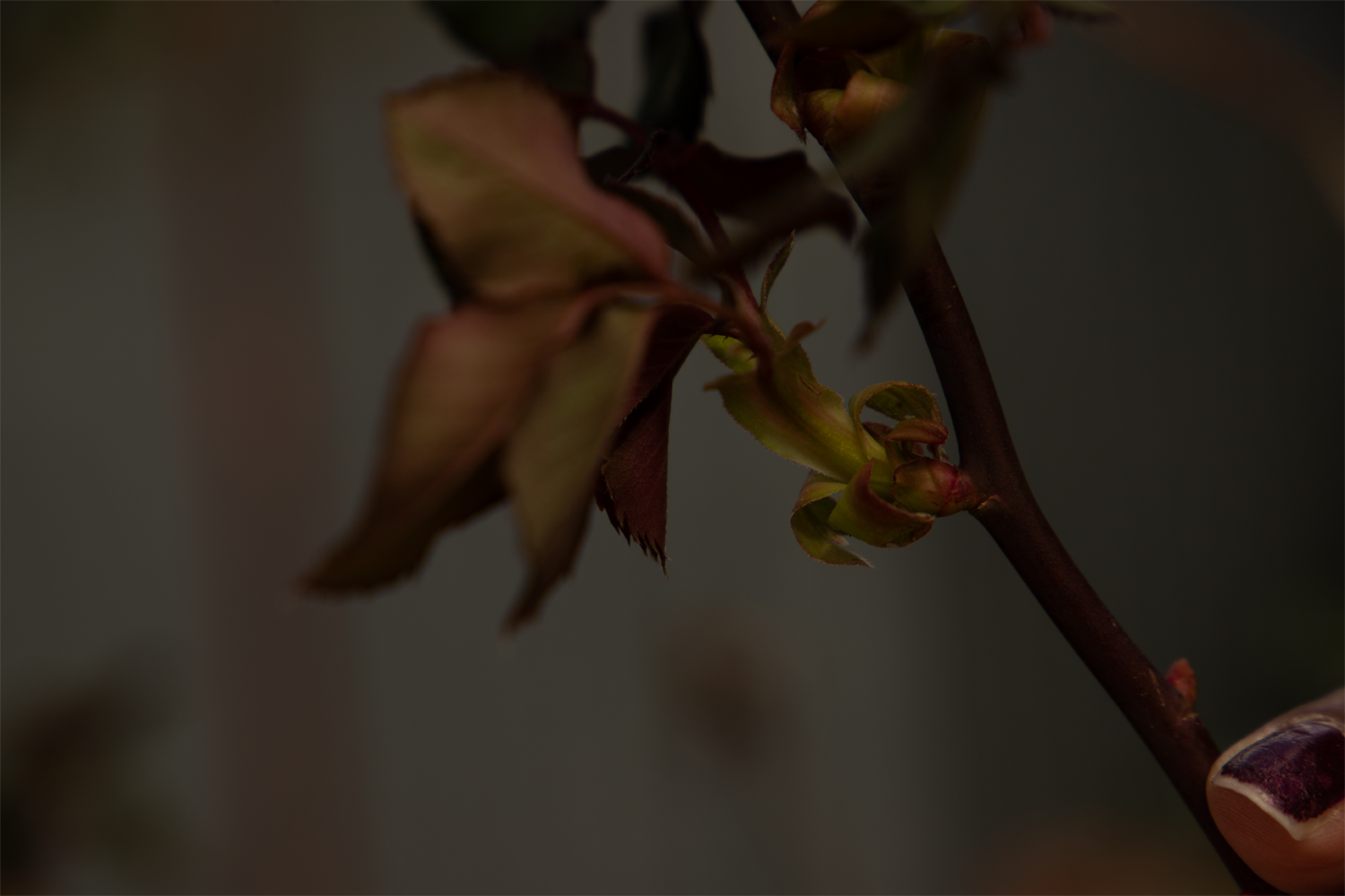 Darkly lit digital photography of flower petals and stem.