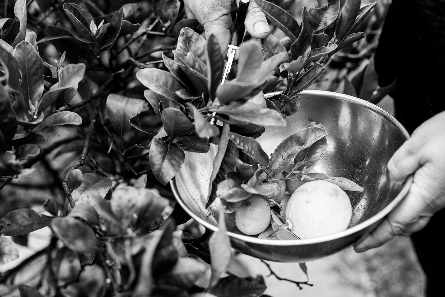 Black and white photograph of close up image of two hands cutting a lemon tree.  One hand holds a bowl with a lemon placed in it. 