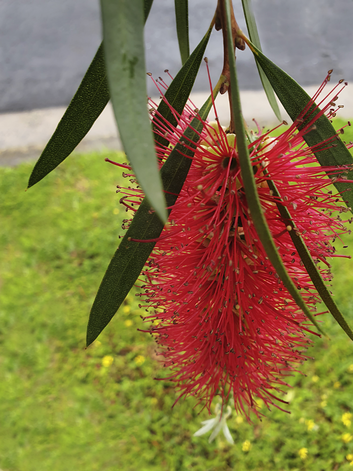 Colour photograph of close up red bottle brush hanging from tree, grass and road in background.
