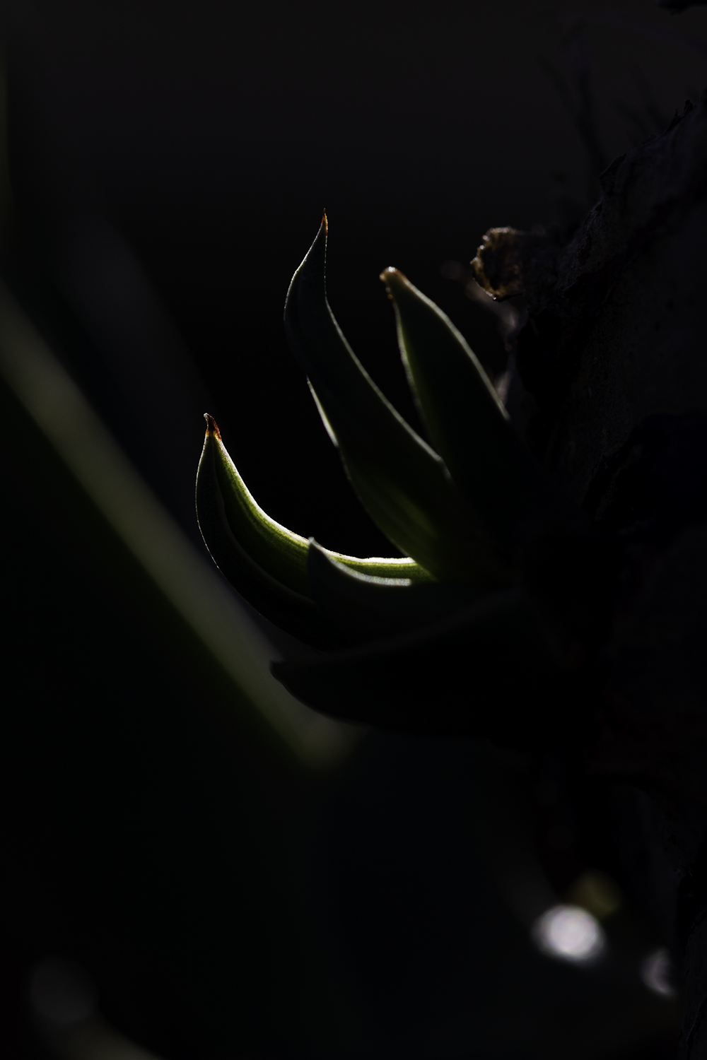 Colour photograph of plant detail with dark shadows.