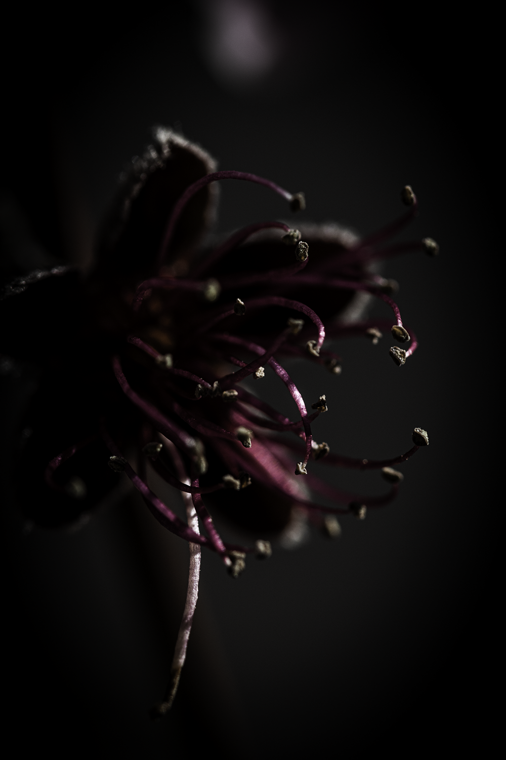 Colour photograph of flower detail with dark shadows.