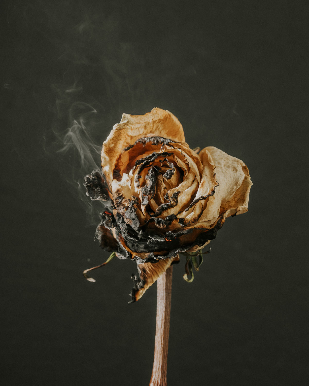 Colour photograph of rose with burnt petals and smoke