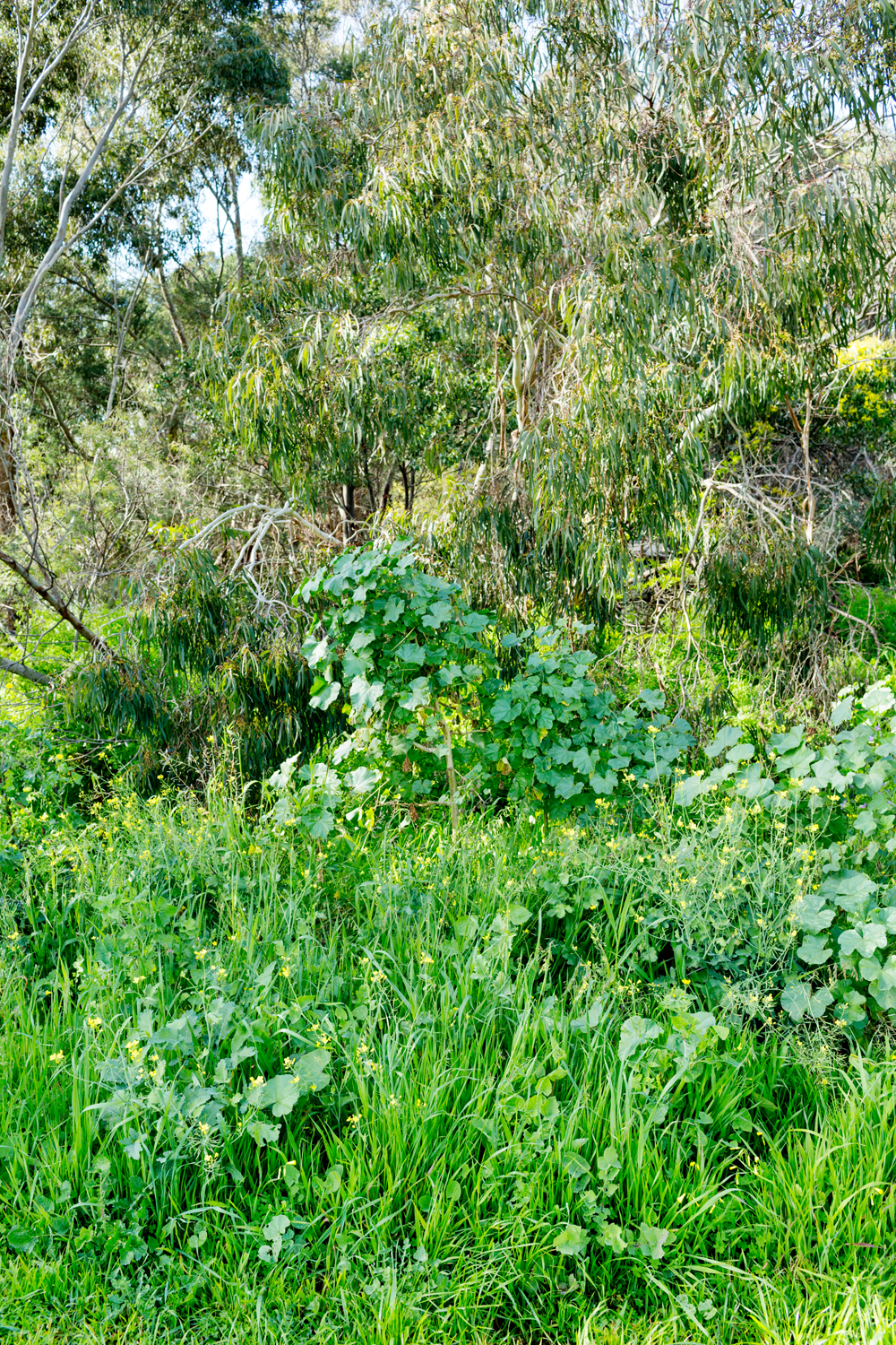 RMIT_Sarah-Elizabeth Lynch_6.png